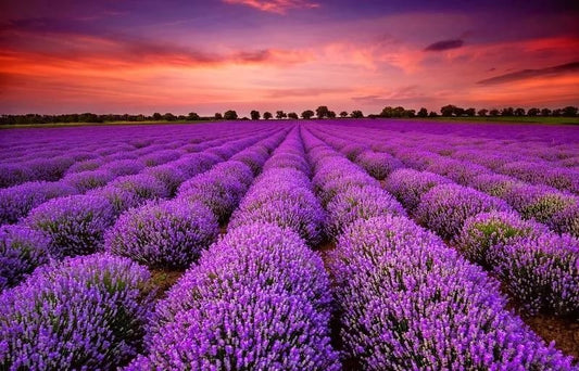 lavender tour