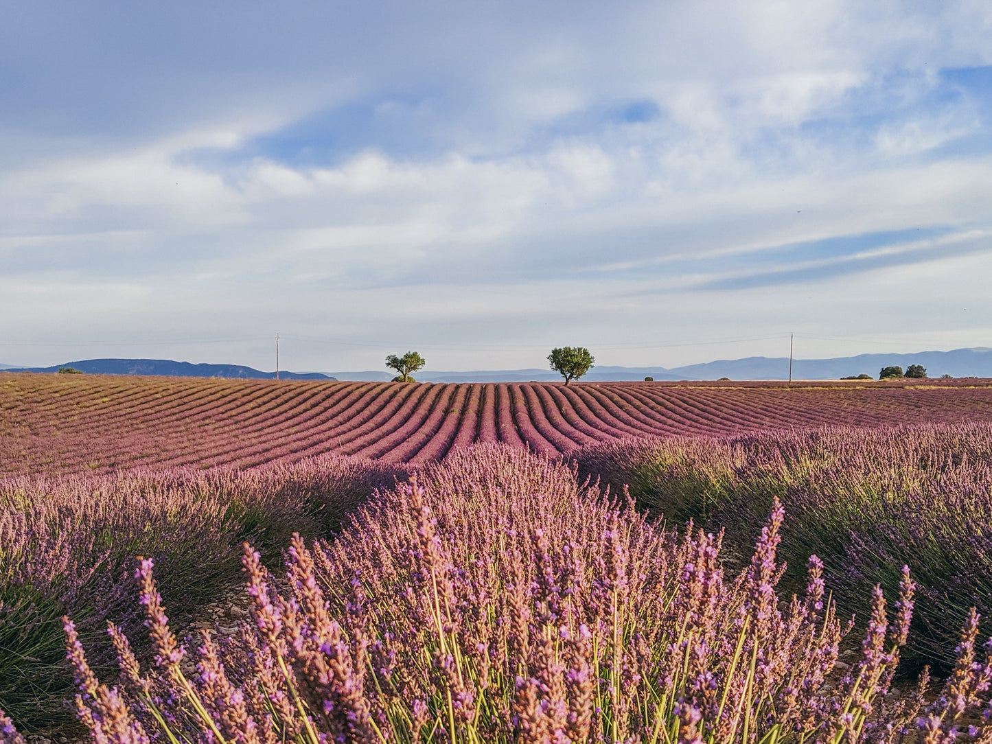 lavender tour