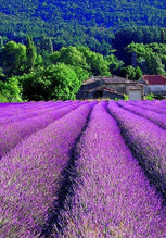 lavender tour